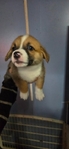 Pembroke Welsh Corgi Puppies