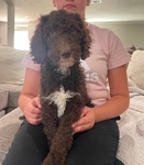 Goldendoodle Puppies