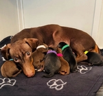 dachshund puppies
