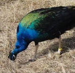 PEACOCK FARM MUST LIQUIDATE ALL BIRDS DUE TO HEALTH ISSUES