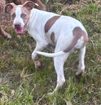 Female Pitbull