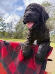 Standard Poodle Puppies born 9/12/25