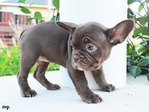 LLFrenchie CoCo