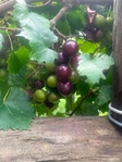 Red & Bronze Muscadines