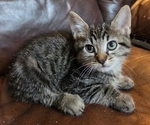 KITTENS