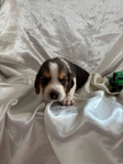 Beagle puppies AKC