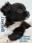 AKC Applehead Longcoat Chihuahuas