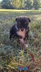 Toy Mini Aussie Puppies -ASDR Registered