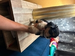 Maltipoo baby boys