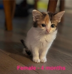 FREE!!!!!  Adorable Cats