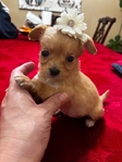 Adorable T-Cup/Toy Chihuahua Puppies