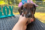 Mini dachshunds