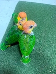 Baby white belly caiques
