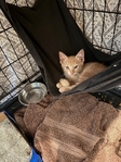 Free male kitten