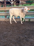 Brahman Bull Calf