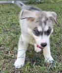 Husky Puppies