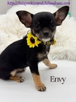 Beautiful AKC Female Black Tri Female Micro Chihuahua