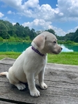 Cream White English Labrador Retriever Puppies