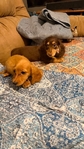 Beautiful Mini Dachshund Puppies