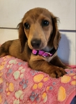 Dachshunds Mini Long-Haired Price Reduced