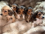 Mini Longhair Dachshunds