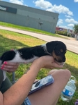 Silky wire hair mini dachshund pup