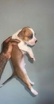 AVAILABLE NOW‼️ $80 for one pup $140 for two>>🐶❤️ 409-466-2843
