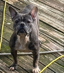 Free Male French Bulldog & Cheap Female FB