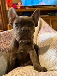 Female frenchie