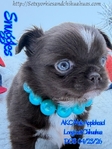 Stunning Tiny AKC Longcoat Applehead Male Chihuahuas