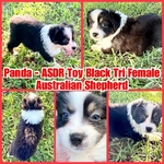 ASDR TOY AUSTRALIAN SHEPHERDS