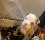Blue Fawn Female Pitbull