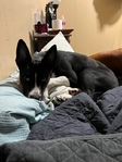 Husky Mix