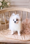 Pomeranian puppies Teddy Bear Pom  Poms