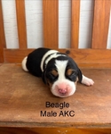 Beagle Puppies AKC