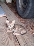 Free Kittens in Port Arthur