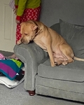 American Bully & Bullmastiff Hybrid