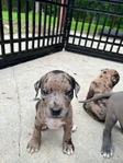 Doberman mix pitbull XL puppy