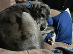 4 year old Great Dane, Male (intact), Merle, Free to a good home