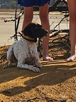 German Shorthaired Pointer