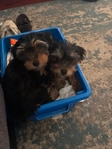 Gorgeous YorkiPoo Male Pups