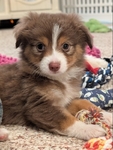 Toy Australian Shepherd Puppy