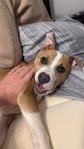 Red Nose pit bull for sale.