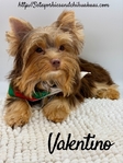 AKC Registered Male Chocolate & Tan Yorkie