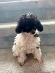 Small Poodle Pup! Best Mother’s Day Gift!