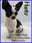 Exceptional Male AKC Applehead Chihuahuas