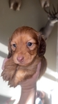 long-haired Dachshund - Boy >💙