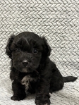 Maltipoo Puppies