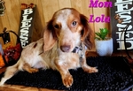 AKC Mini Long-Haired Dachshund Puppies - 5 Available FEB 9