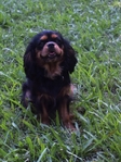 Cavalier King Charles Spaniel